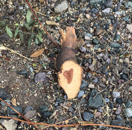 July 27 - Heart in wood. July 27 - Heart in wood.